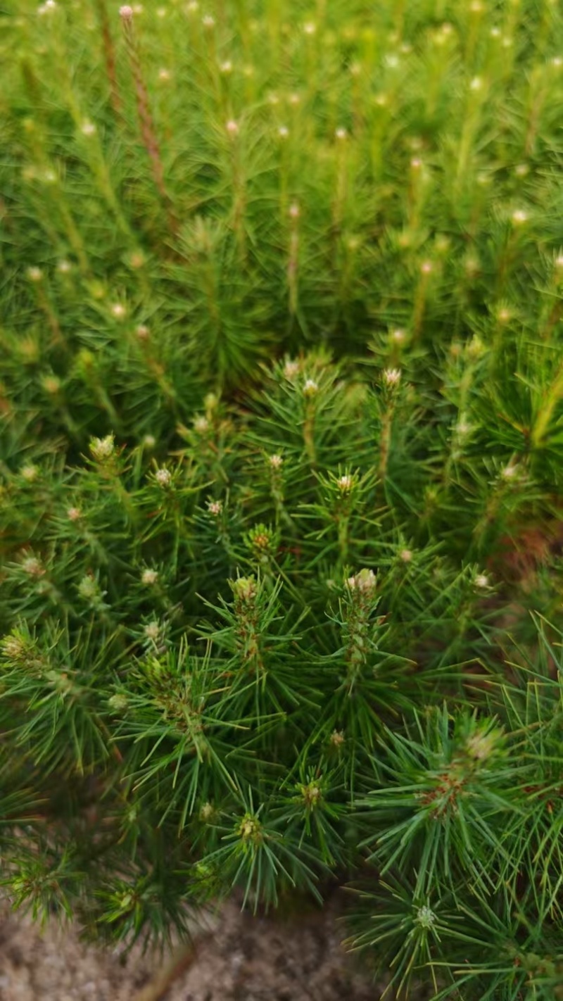 马尾松地苗大量上市，量大货优欢迎大家采购