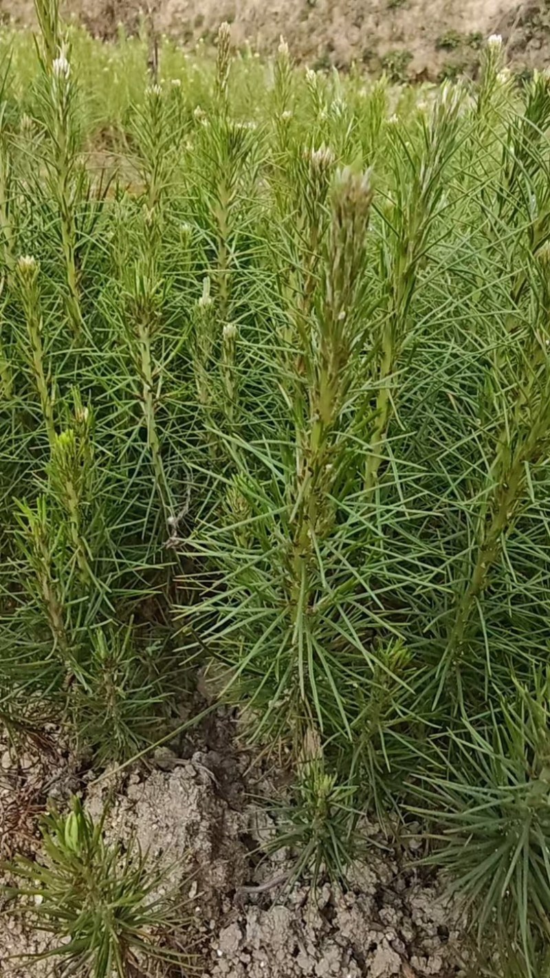 马尾松地苗大量上市，量大货优欢迎大家采购