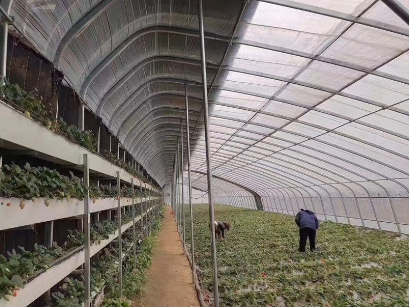 直销蔬菜种植大棚花卉温室尺寸齐全全国发货