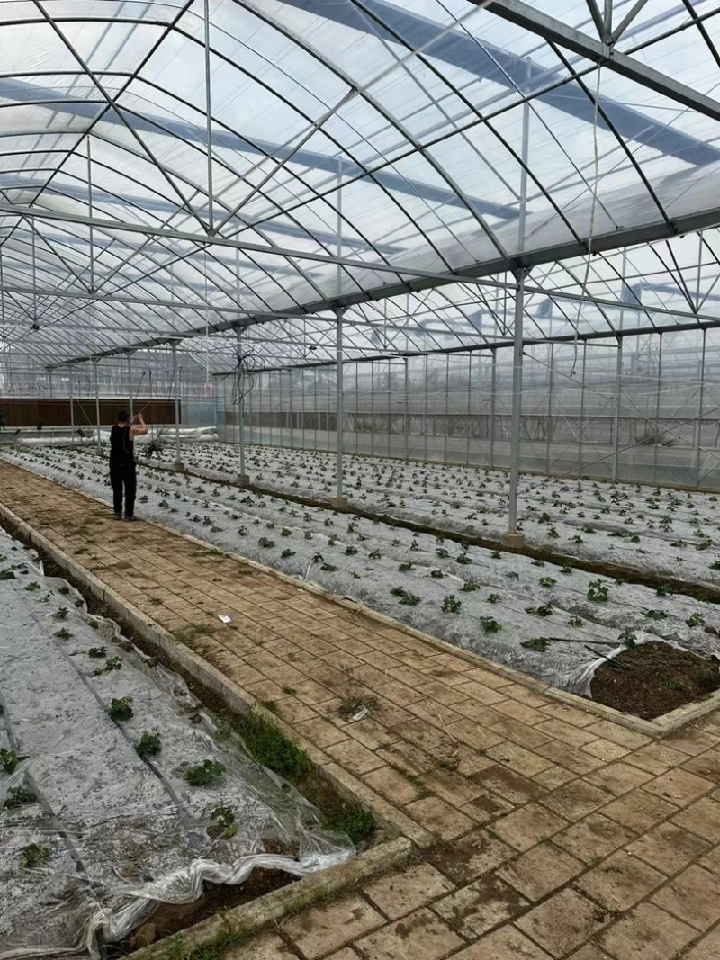 直销蔬菜种植大棚花卉温室尺寸齐全全国发货