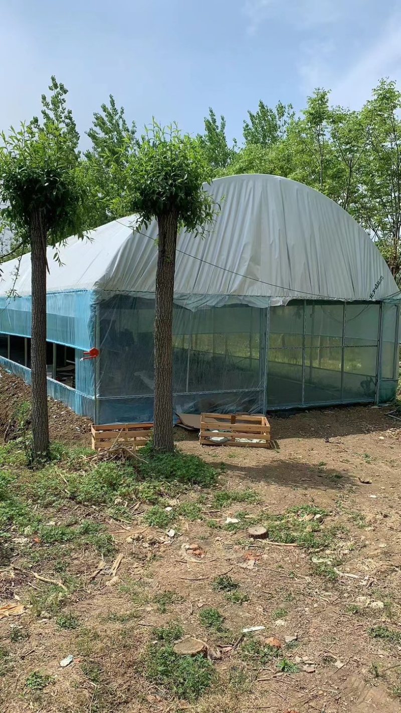 直销蔬菜种植大棚花卉温室尺寸齐全全国发货