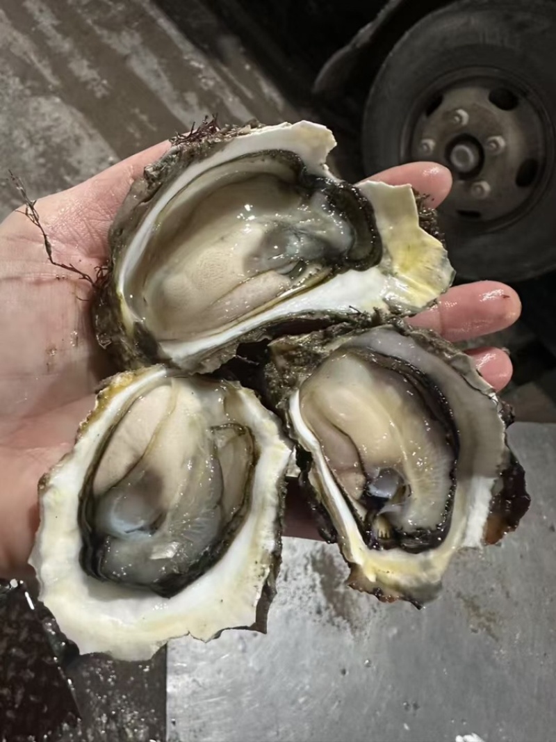 全壳，半壳有，纯肉特大，大，小都可以聊聊