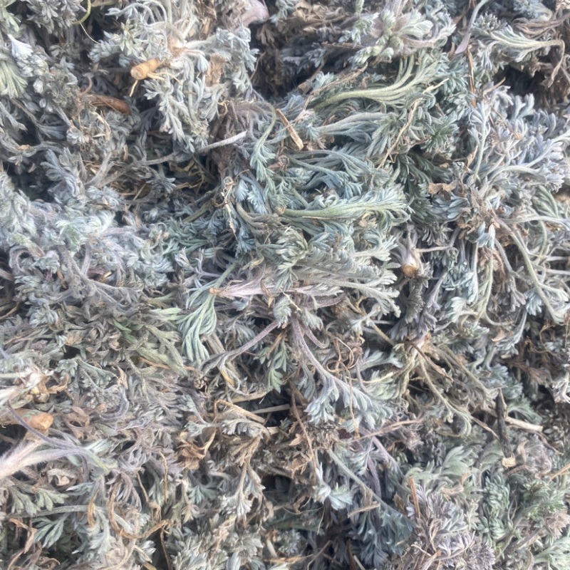 山东棉茵陈一手货源绵茵陈白蒿子