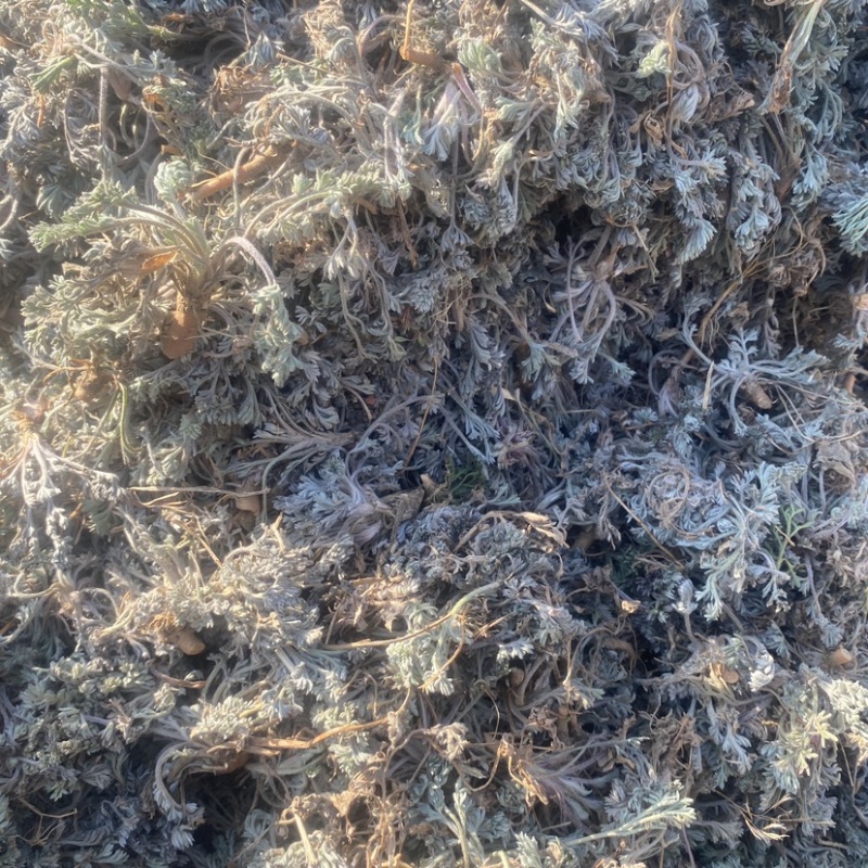山东棉茵陈一手货源绵茵陈白蒿子