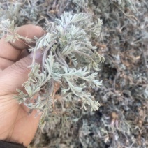 山东棉茵陈一手货源绵茵陈白蒿子