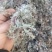 山东棉茵陈一手货源绵茵陈白蒿子