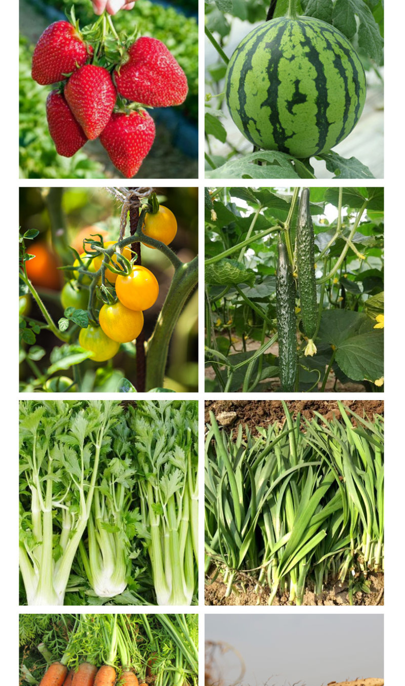 【精】菌立清果蔬大田通用型微生物菌剂杀菌克菌阻止病菌