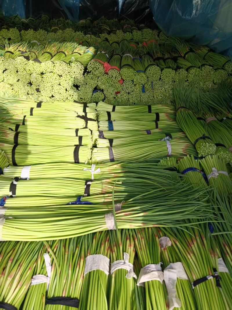 河南红帽蒜薹一手货源大量上市产地直发价格实惠对接全国供应
