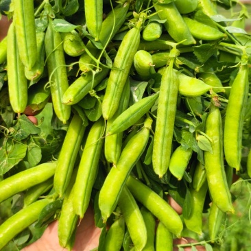 河南豌豆中豌九号十一号颗粒饱满现摘现发质量保证