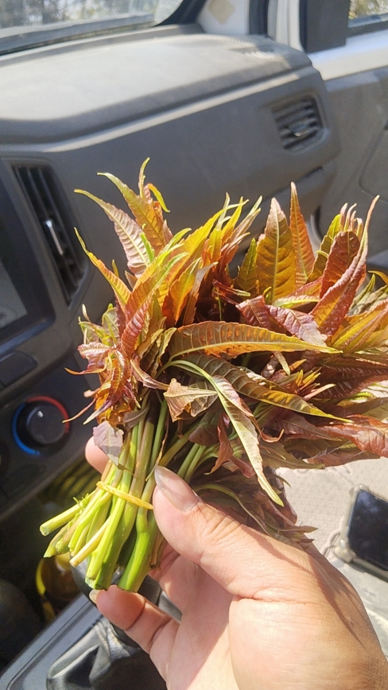 云南露天四季红香椿芽