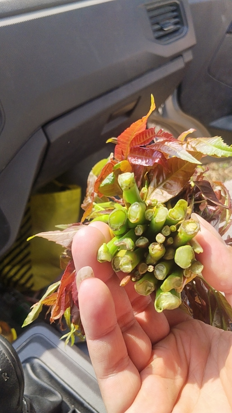 云南露天四季红香椿芽