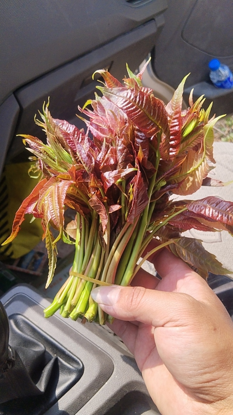 云南露天四季红香椿芽