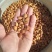 山桃种子(山桃芽)颗粒饱满，成活率95%，欢迎老板选购