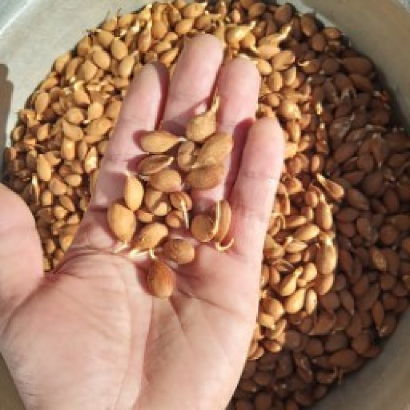 山桃种子(山桃芽)颗粒饱满，成活率95%，欢迎老板选购
