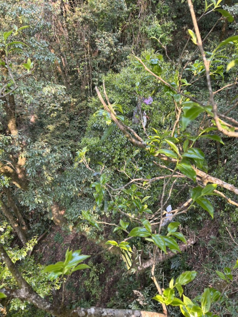 野生古树茶
