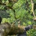 野生古树茶