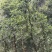 野生古树茶