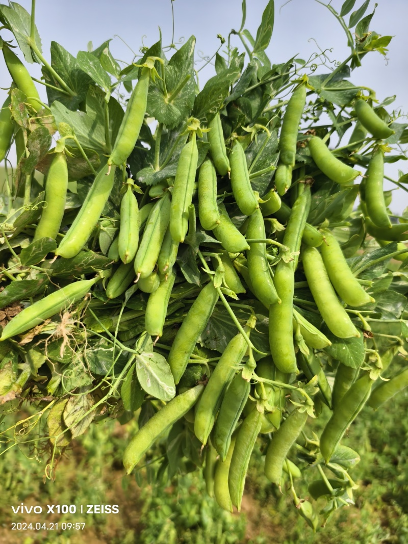 河南豌豆中豌九号十一号颗粒饱满现摘现发质量保证