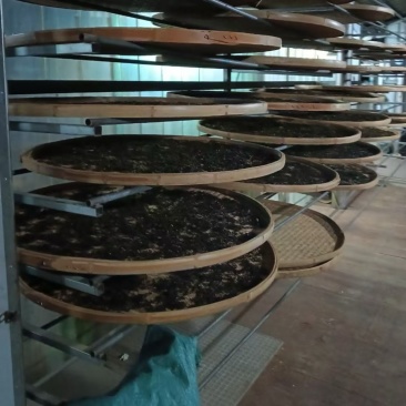 野生大树茶普洱茶