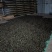野生大树茶普洱茶