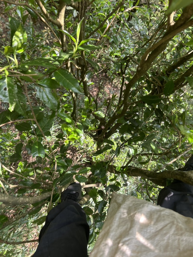 野生大树茶普洱茶