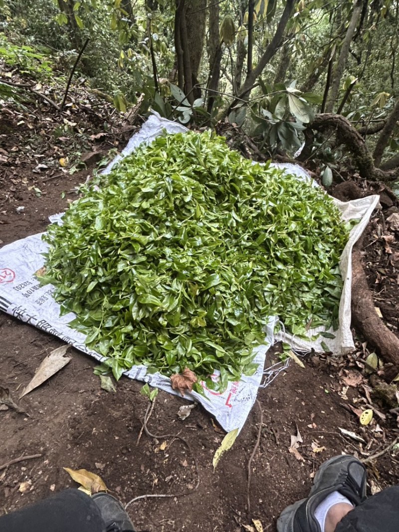 野生大树茶普洱茶