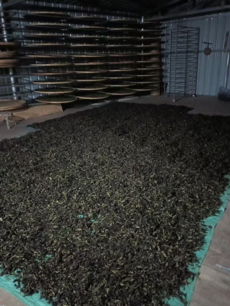 野生大树茶普洱茶