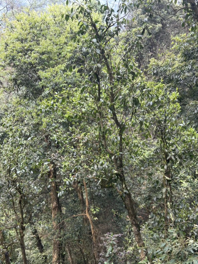 古树普洱茶