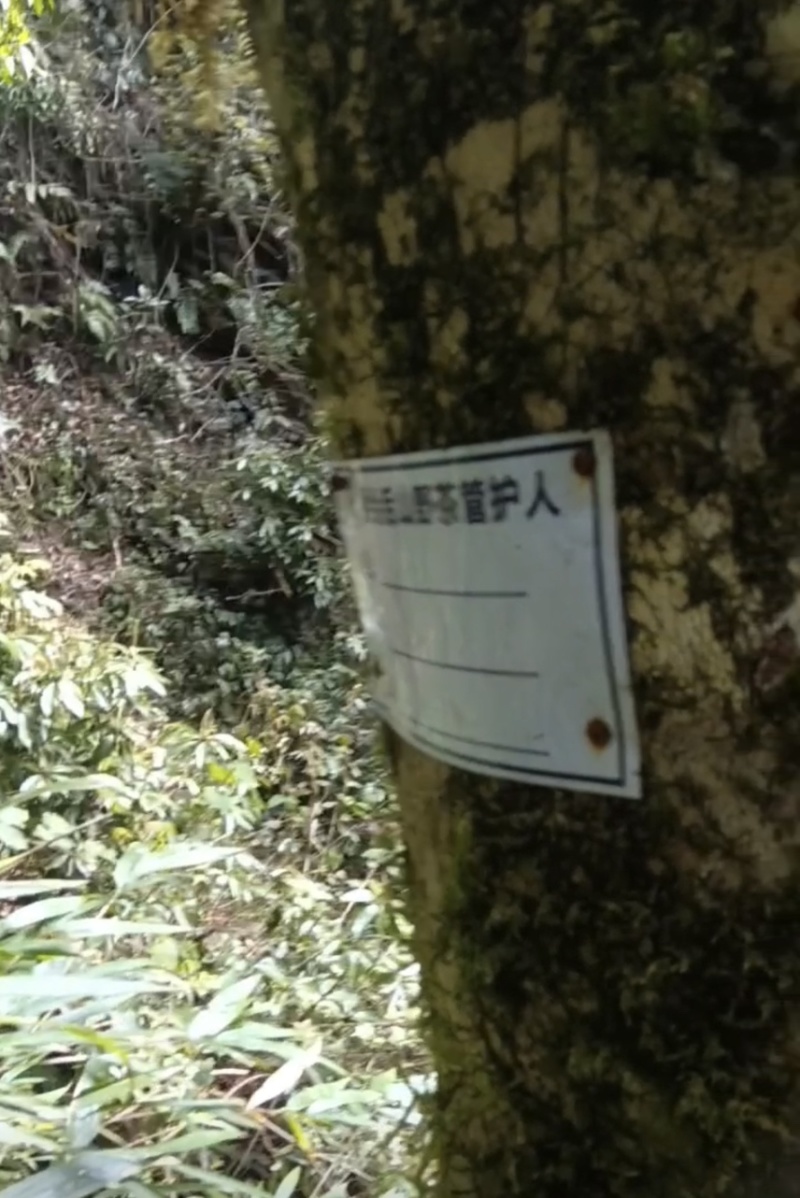 古树普洱茶