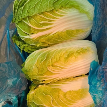 大棚黄心白菜
