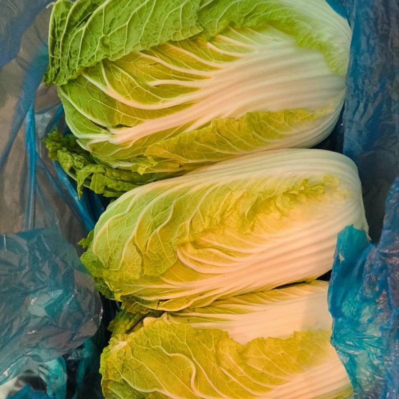 大棚黄心白菜