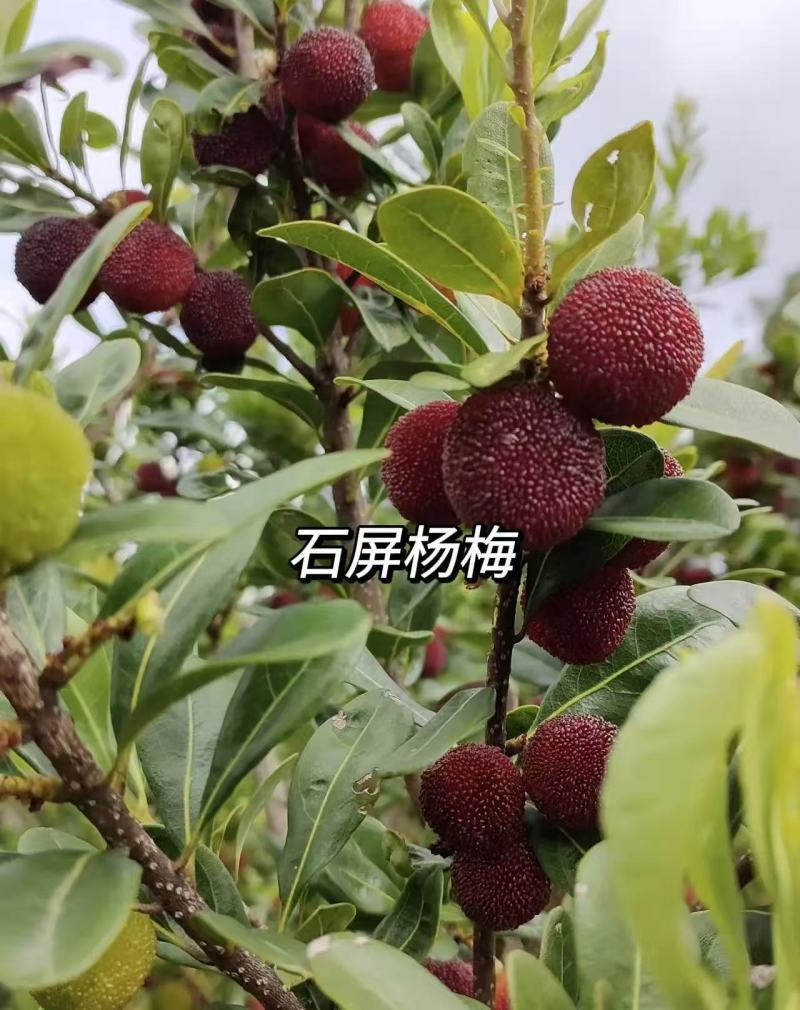 石屏杨梅