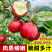 批发出售烟富系列嫁接苹果树苗规格全质量优