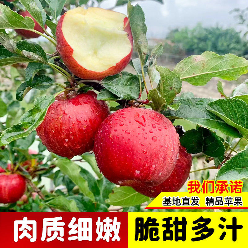 批发出售烟富系列嫁接苹果树苗规格全质量优
