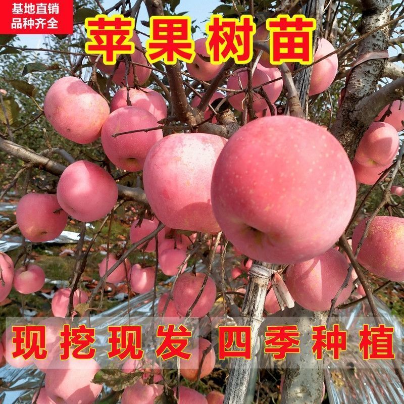 批发出售烟富系列嫁接苹果树苗规格全质量优