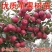 批发出售烟富系列嫁接苹果树苗规格全质量优