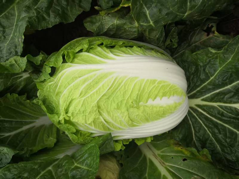 大棚黄心白菜