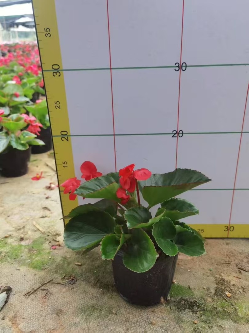 四季海棠，盘苗袋苗大量供应