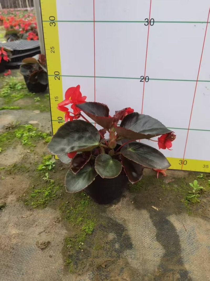 四季海棠，盘苗袋苗大量供应