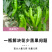 花果多含氨基酸水溶肥叶面肥改良授粉花芽增多果蔬肥料