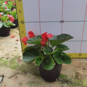 四季海棠，盘苗袋苗大量供应