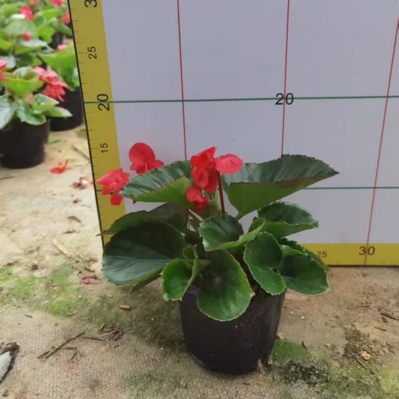 四季海棠，盘苗袋苗大量供应