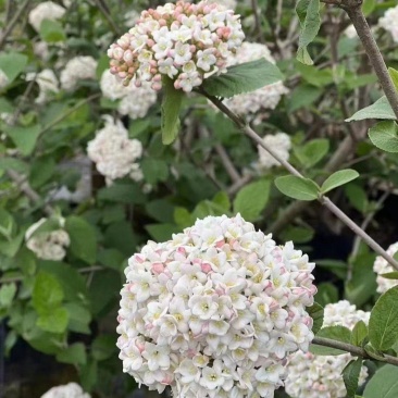 红蕾雪球木绣球袋苗开花带香味工程园艺绿化全国都可发