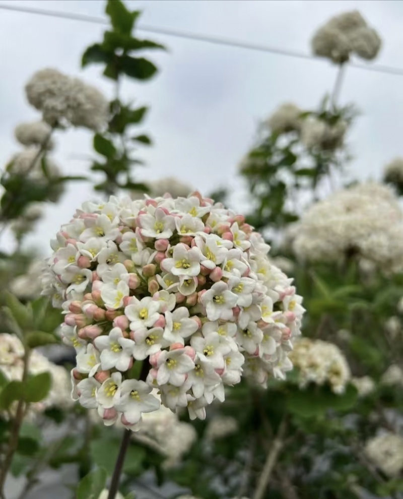 红蕾雪球木绣球袋苗开花带香味工程园艺绿化全国都可发