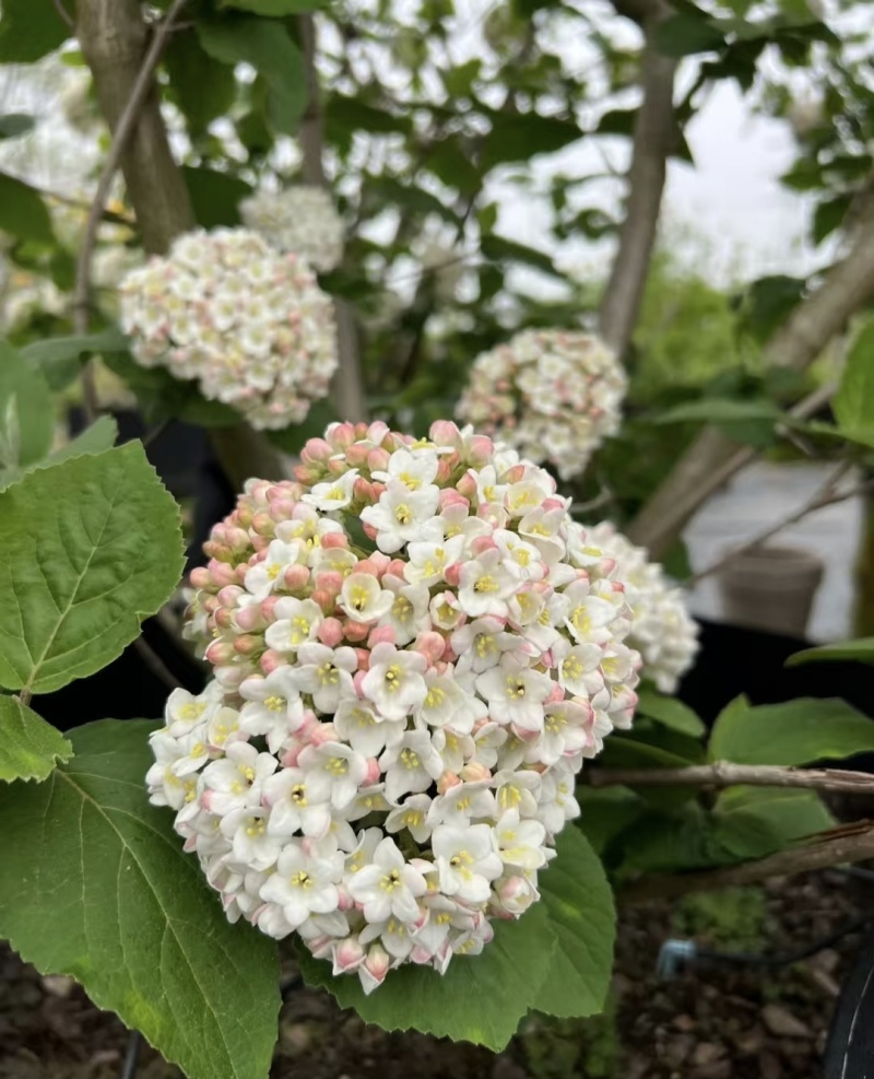 红蕾雪球木绣球袋苗开花带香味工程园艺绿化全国都可发