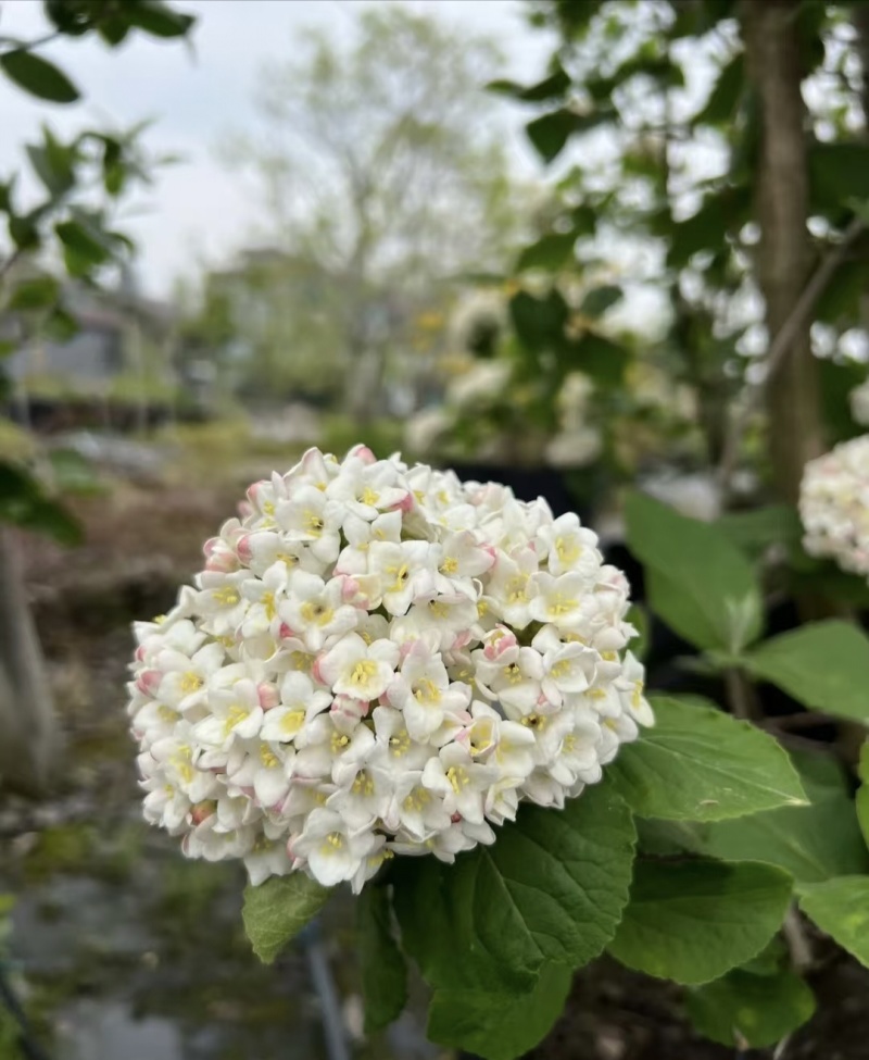 红蕾雪球木绣球袋苗开花带香味工程园艺绿化全国都可发