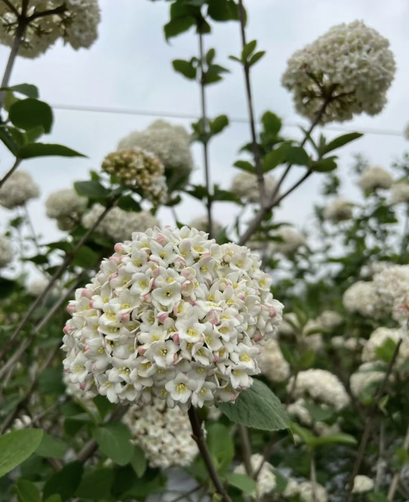 红蕾雪球木绣球袋苗开花带香味工程园艺绿化全国都可发