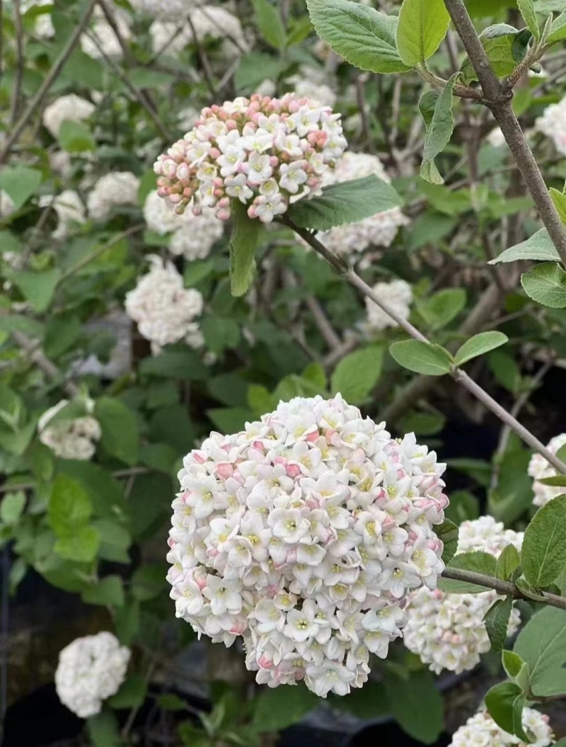 红蕾雪球木绣球袋苗开花带香味工程园艺绿化全国都可发