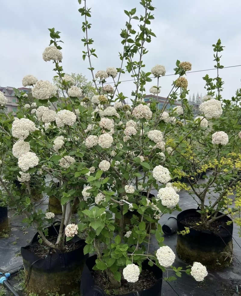 红蕾雪球木绣球袋苗开花带香味工程园艺绿化全国都可发