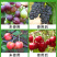 【防裂素】防止裂果增加果胶含氨基酸水溶肥瓜果蔬菜防裂果肥
